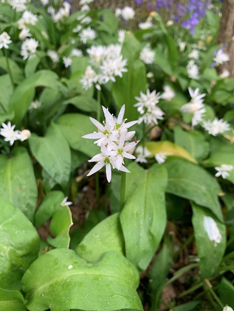 Wild Garlic Bulbs In The Green (Allium ursinum)